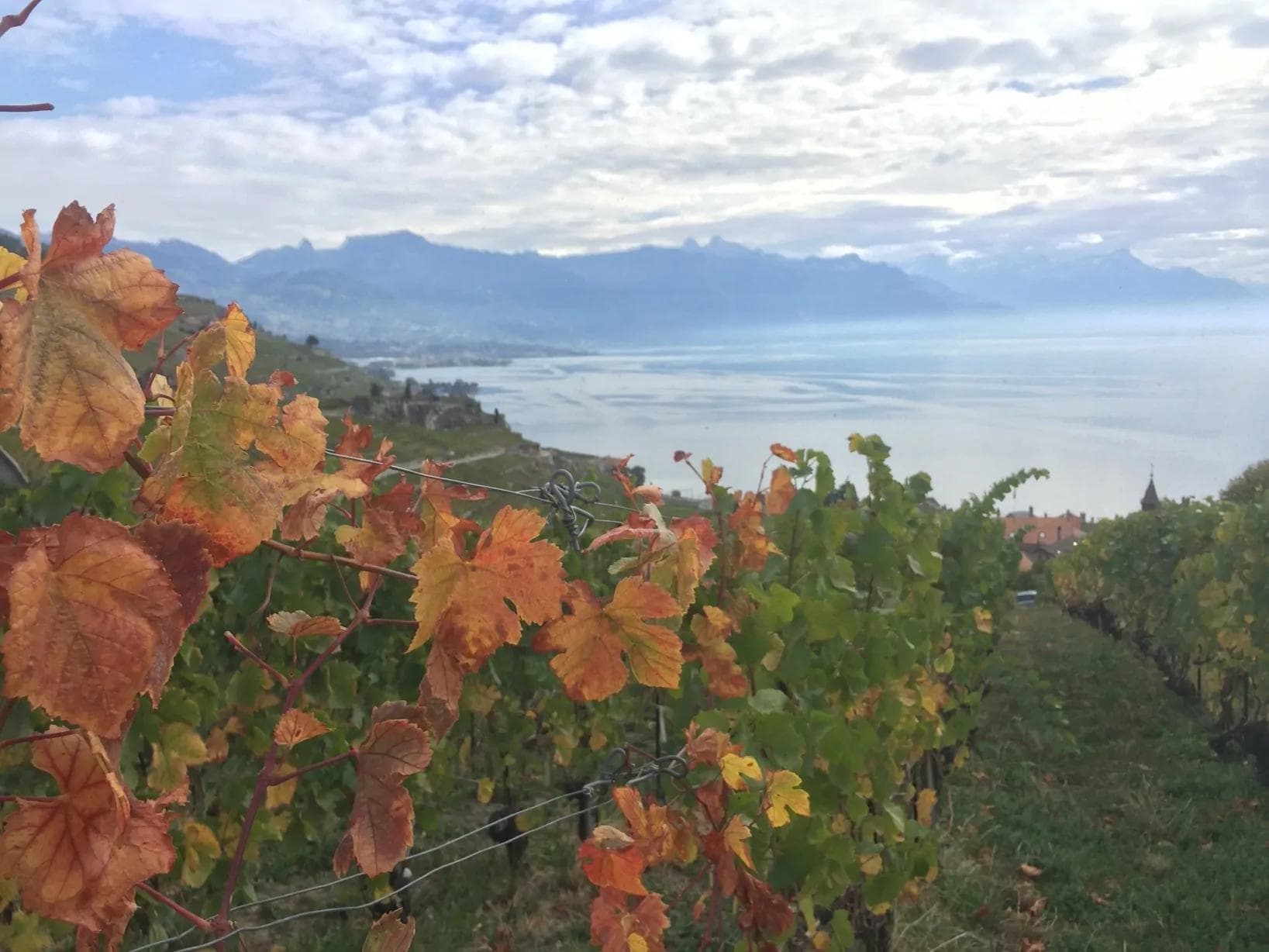 lavaux