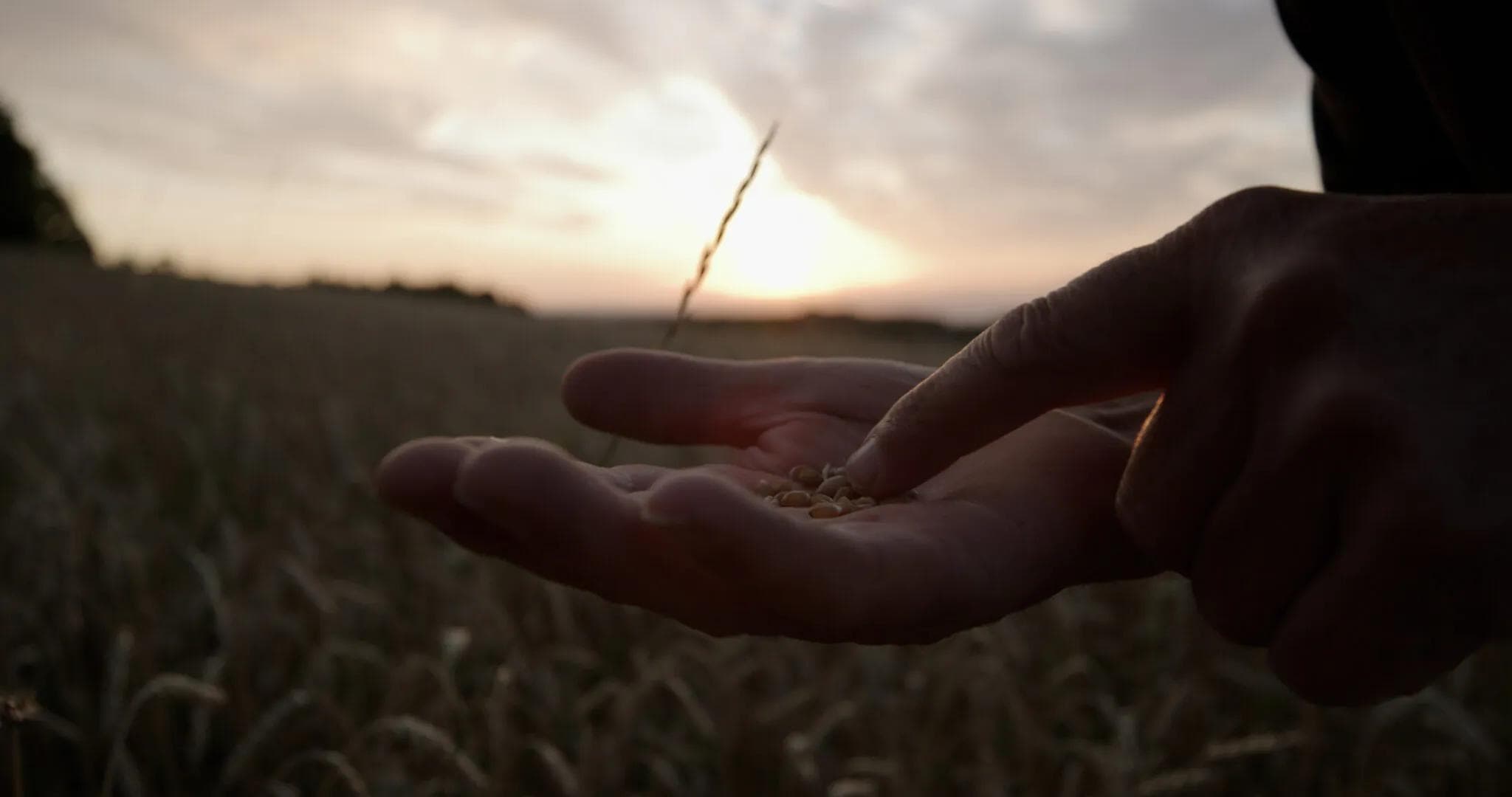 grains